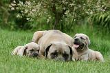CANE CORSO 1099